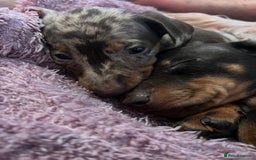 Dachshund dogs for sale: Beautiful miniature dachshunds  - Image 5