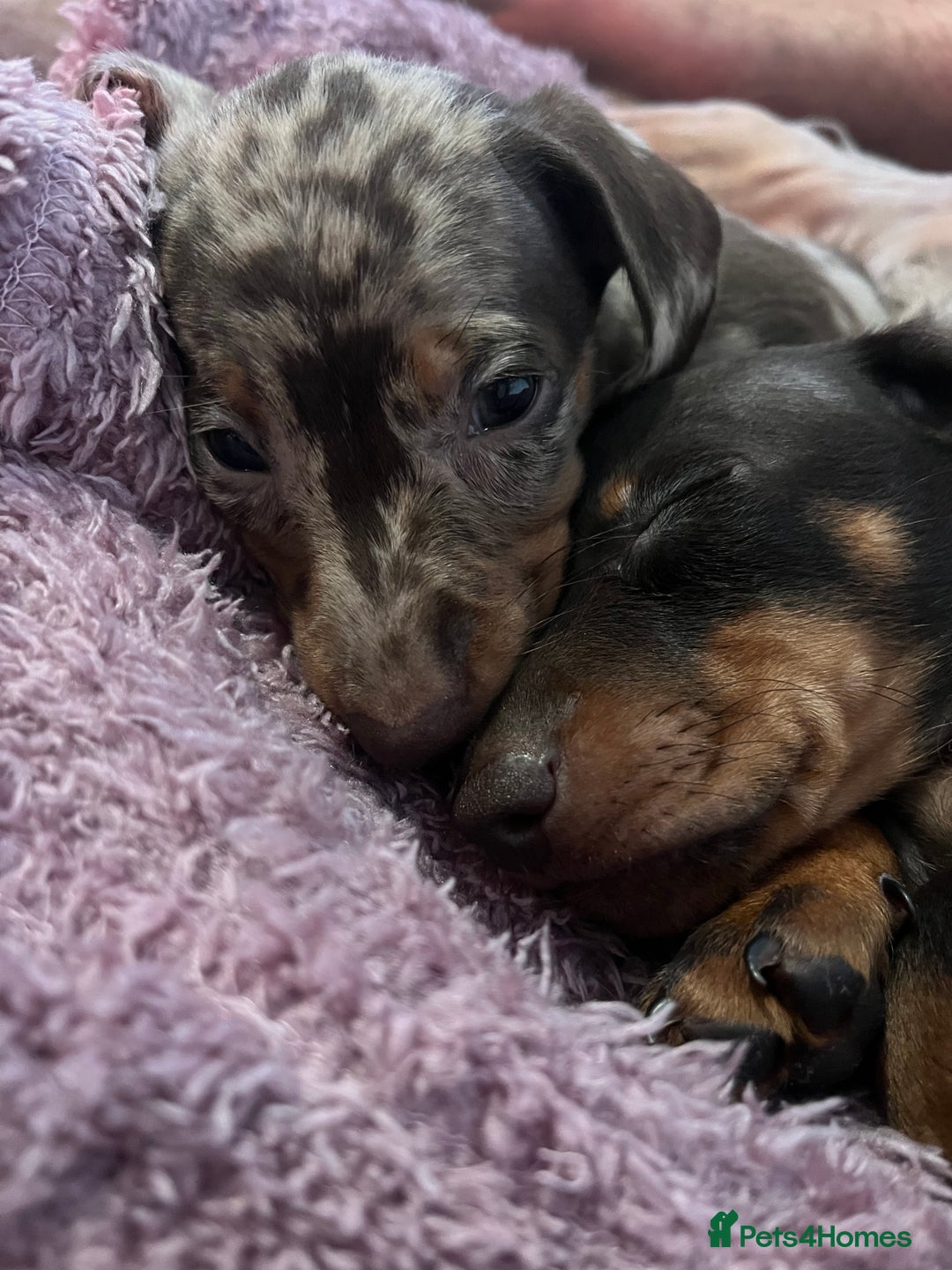 Dachshund dogs for sale: Beautiful miniature dachshunds  - Image 5