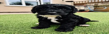 Sproodle Puppy 2
