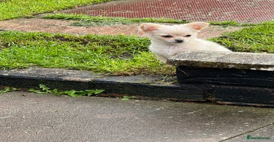 Chihuahua dogs - Advert 3