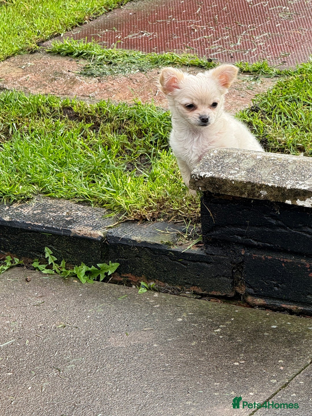 Chihuahua dogs for sale: Chihuahua white long hair  - Image 2
