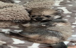 Pomeranian dogs for sale: Pomeranian pups🩵🩷 - Image 5