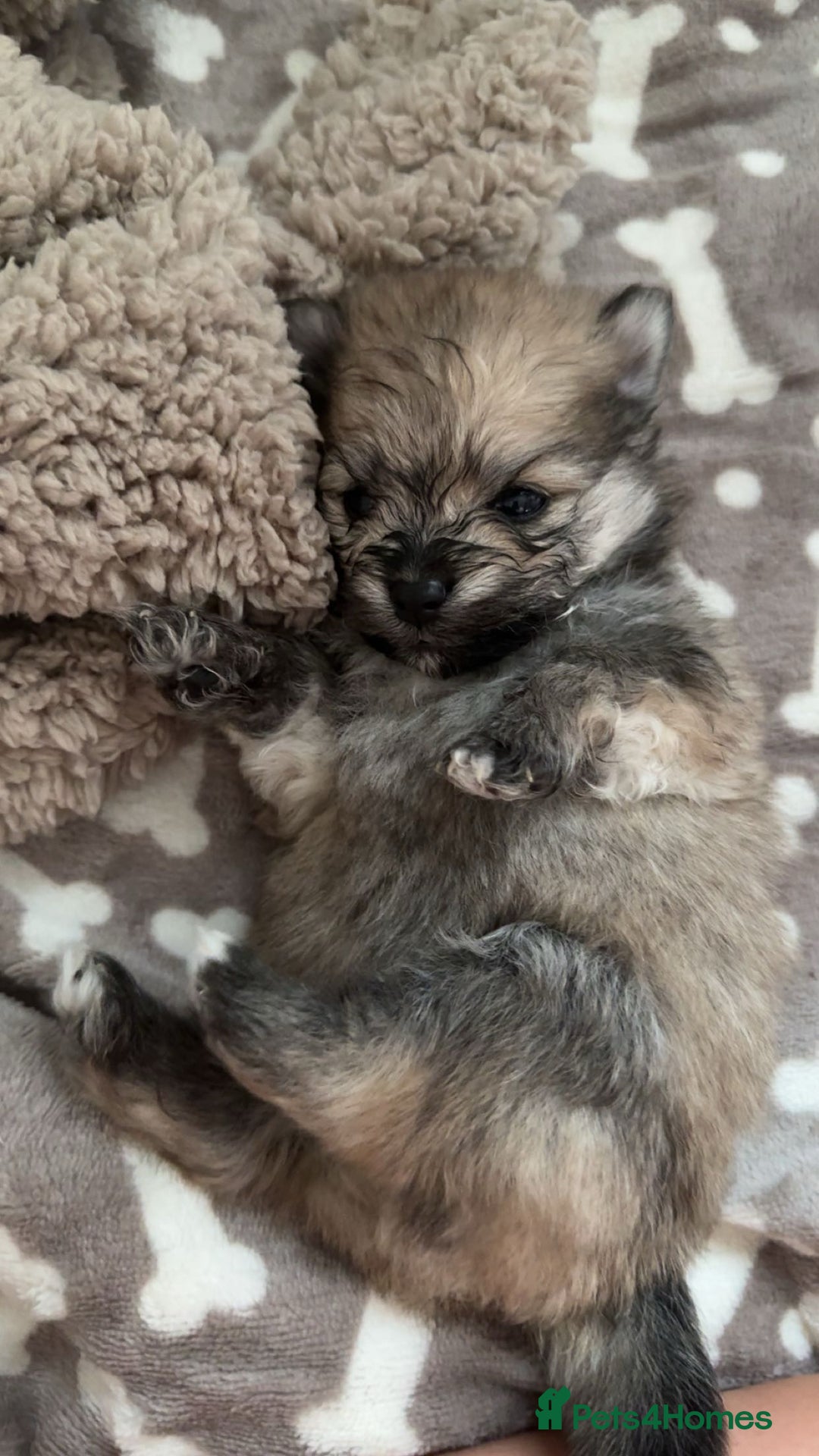 Pomeranian dogs for sale: Pomeranian pups🩵🩷 - Image 5
