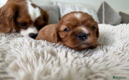 Cavalier King Charles Spaniel dogs for sale: Cavalier King Charles  - Image 1