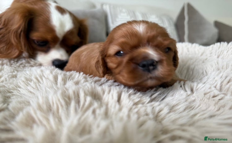 Cavalier King Charles Spaniel dogs - Advert 9