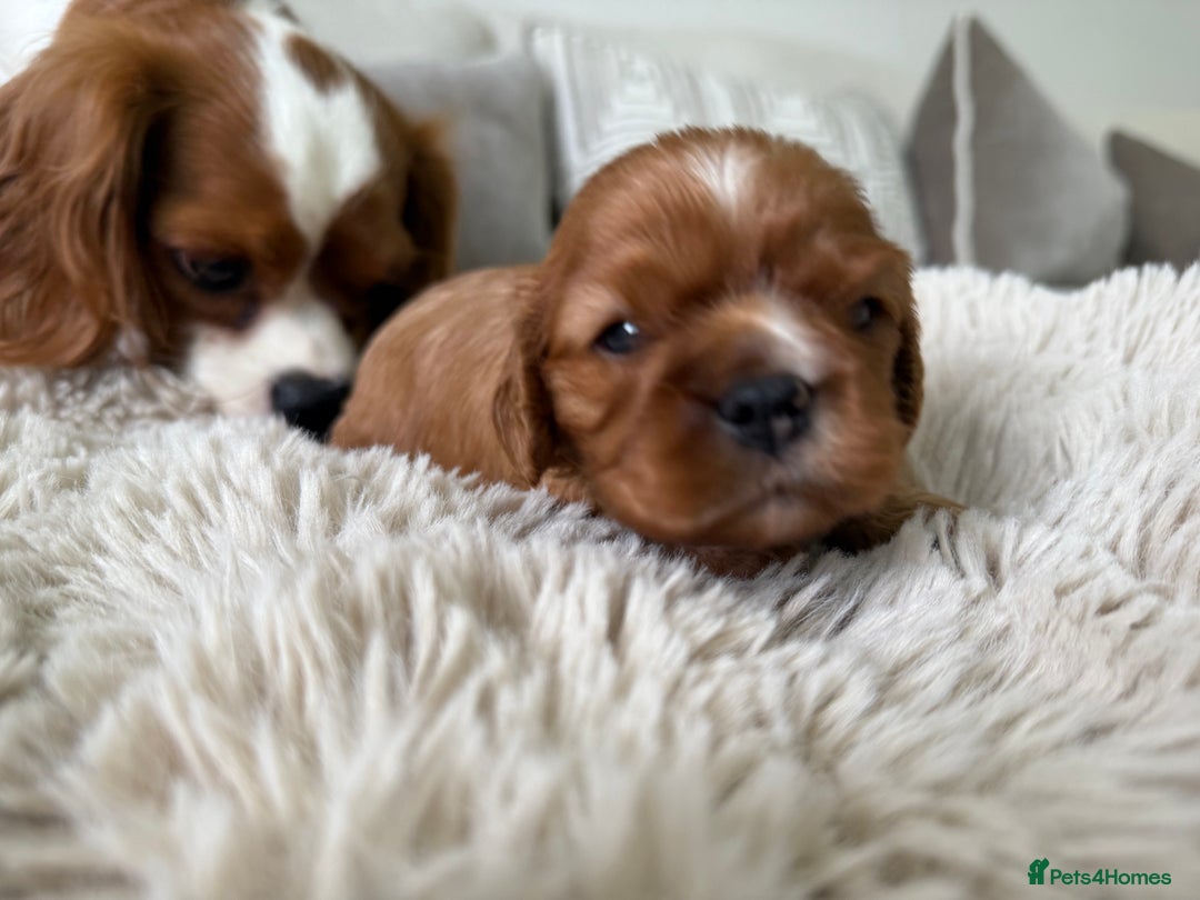 Cavalier King Charles Spaniel dogs for sale: Cavalier King Charles  - Image 1