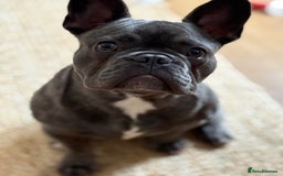 French Bulldog dogs for sale: Reggie the Blue Brindle Frenchie - Advert 5