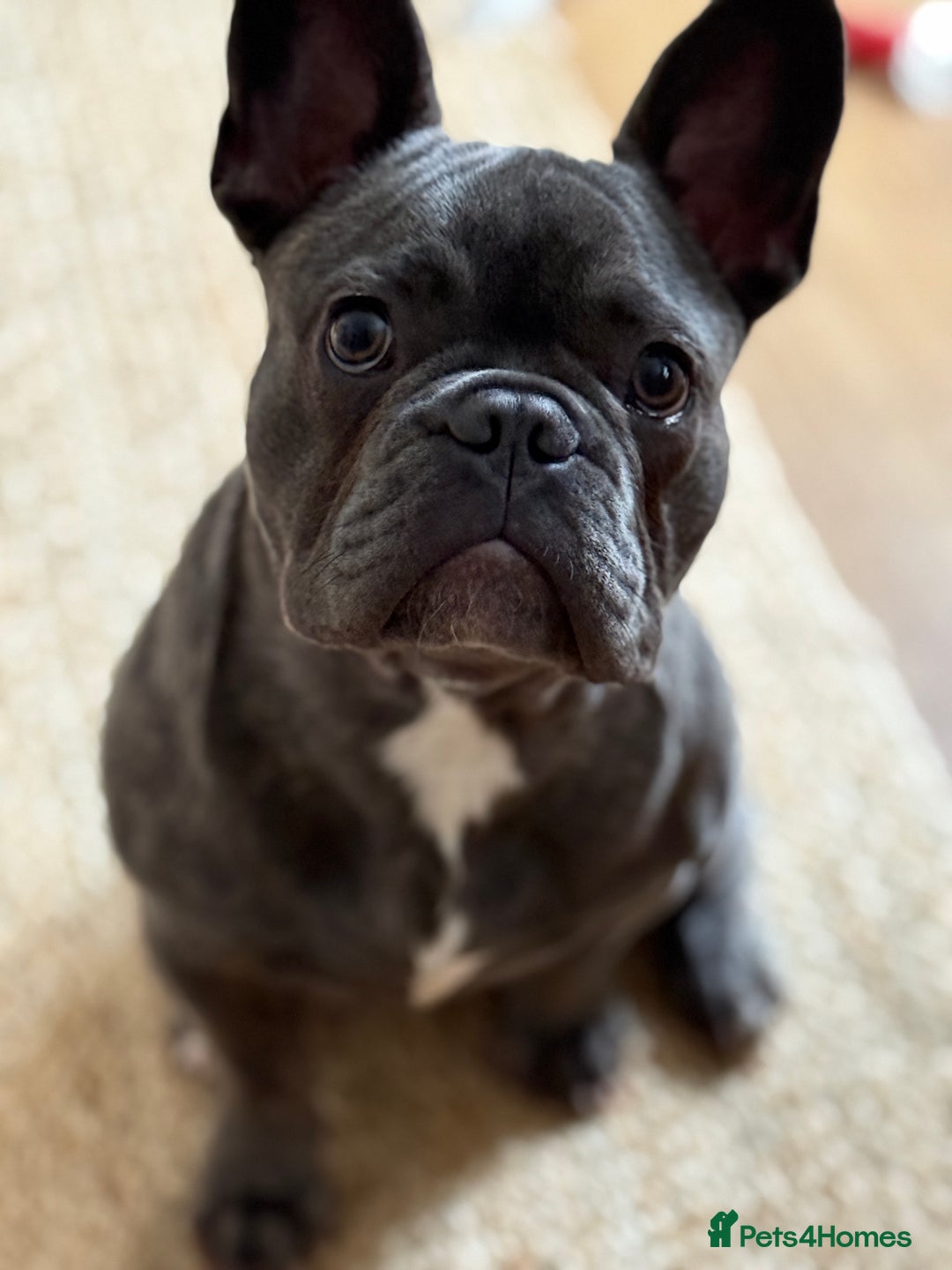 French Bulldog dogs for sale: Reggie the Blue Brindle Frenchie - Advert 5