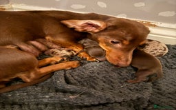 Miniature Dachshund dogs for sale: 1 Boy & 1 Girl Tan Pedigree Miniature Puppies - Image 12
