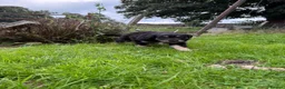 Mixed Breed dogs for sale: Border Collie x Golden Retriever pups for sale  in Glasgow - Advert 27
