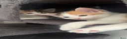 Domestic Shorthair cats for sale: 4 kittens for sale  - Advert 6