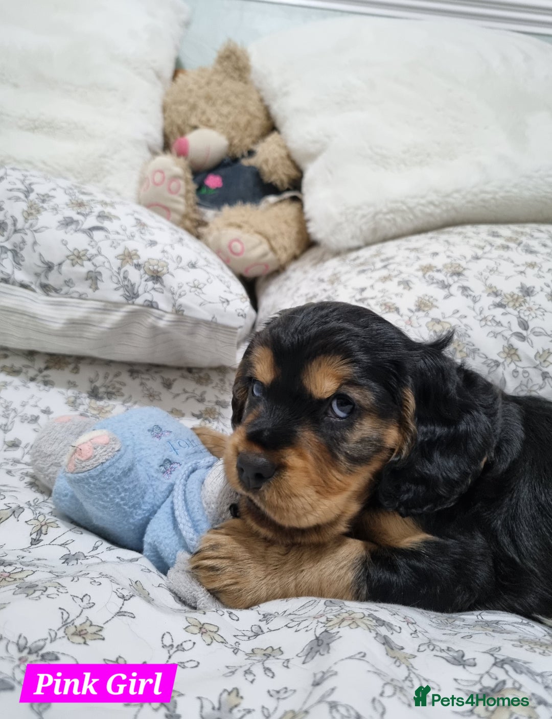 Cocker Spaniel dogs for sale: 🐾 Beautiful Show Cocker Spaniel Puppys - Image 18
