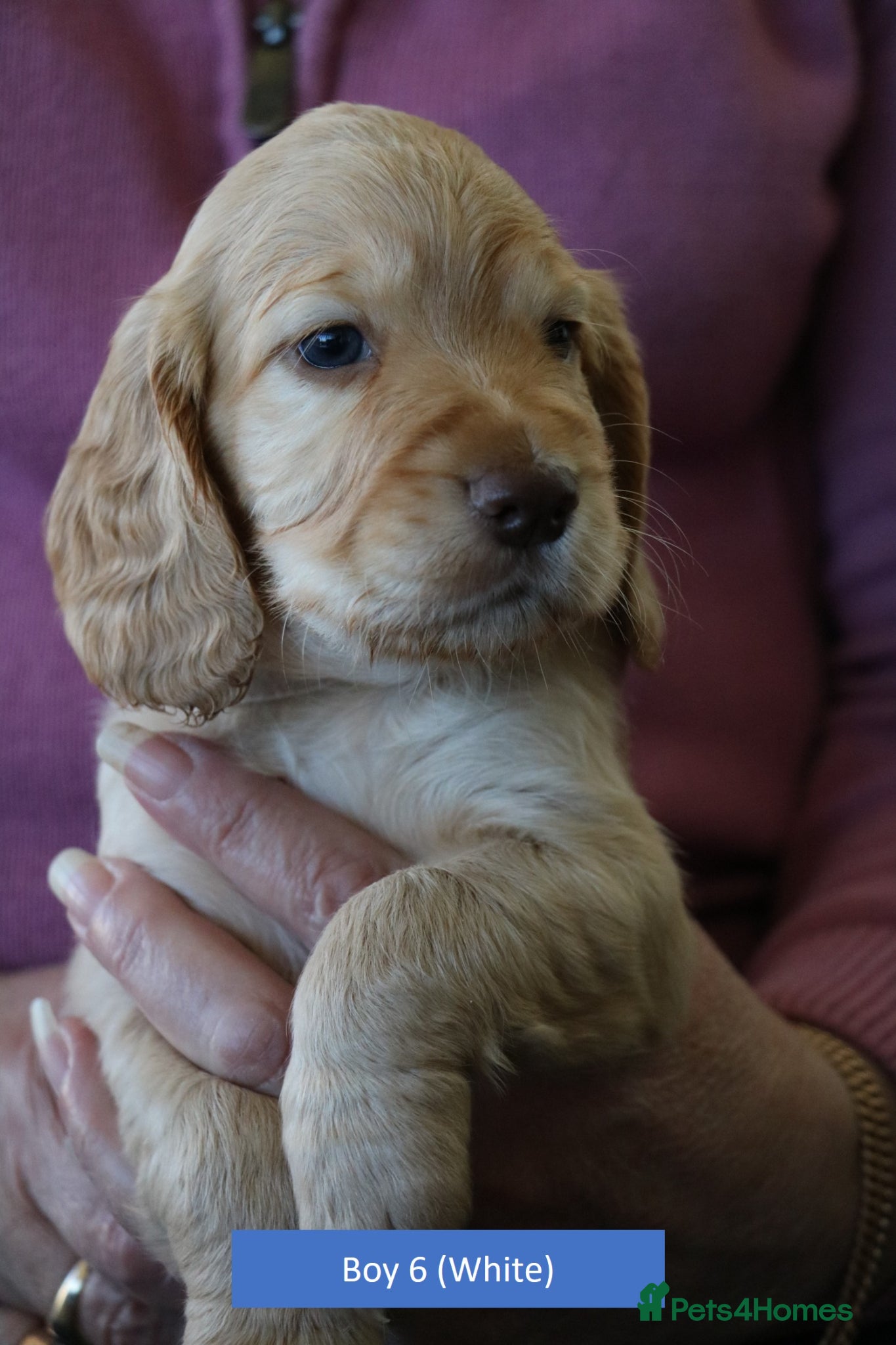 Cocker Spaniel dogs Health Tested Working Cocker Spaniel Puppies - Advert 1