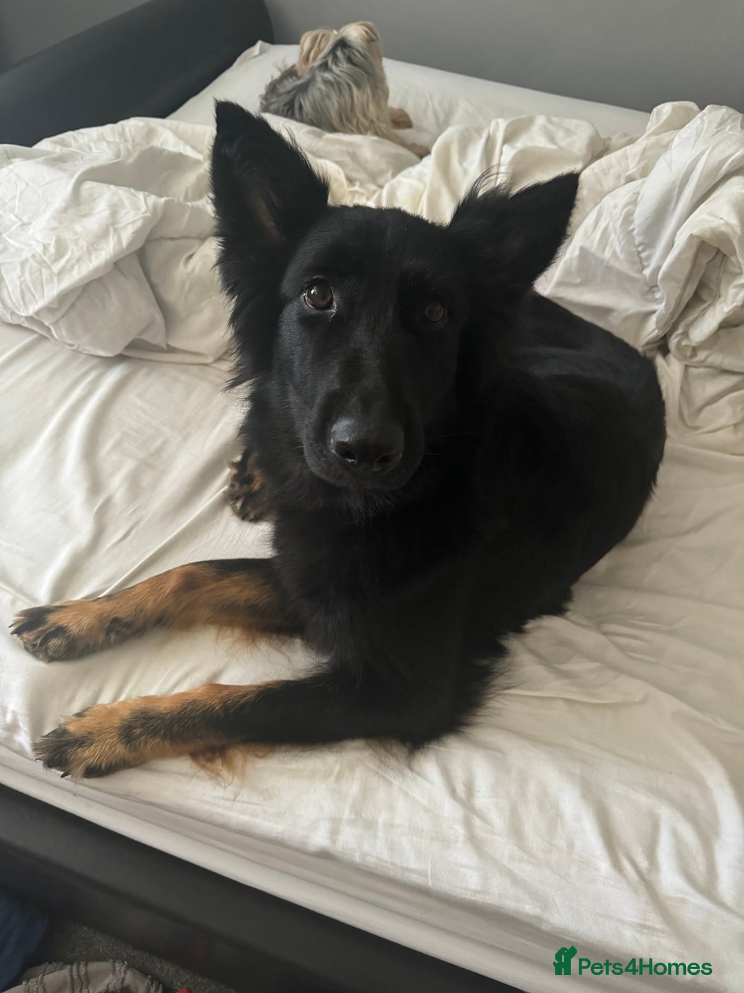 German Shepherd dogs for sale: 3 Year Old Female German Shepherd - Image 3