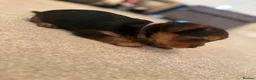 Yorkshire Terrier dogs for sale: Yorkshire Terrier  in Colchester - Advert 7