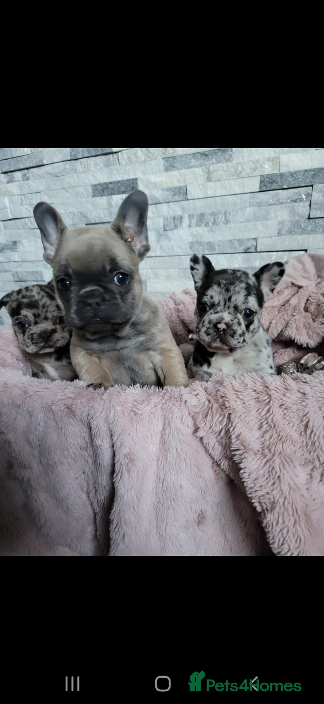 French Bulldog dogs for stud: Proven French bulldog Merle stud in Liverpool - Advert 8