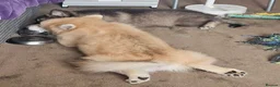Pomsky dogs for sale: F3 Pomsky Puppies MUST GO - Advert 8
