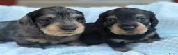 Dachshund dogs for sale: Standard Wire Haired Dachshund Puppies - Advert 5