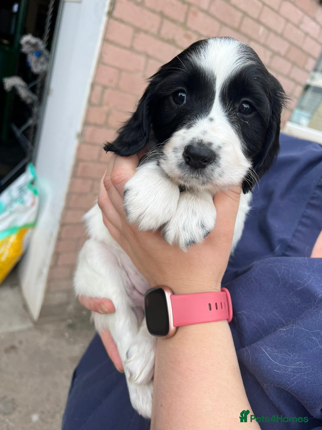 English Springer Spaniel dogs for sale: Springer pups - Image 3