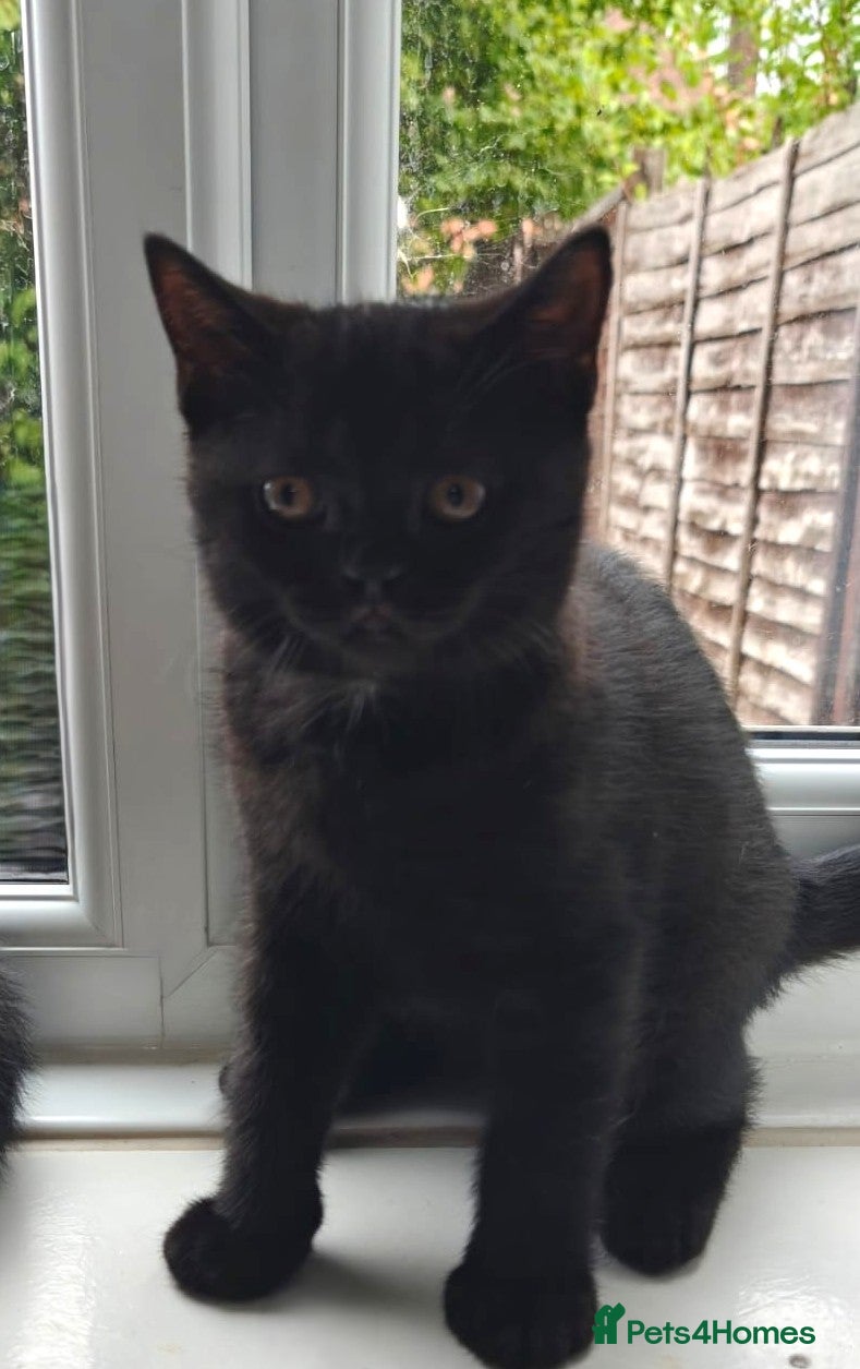 British Shorthair cats Beautiful Black BSH Kittens £995 GCCF ready 18/9 - Advert 2