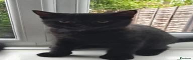 Gizmo