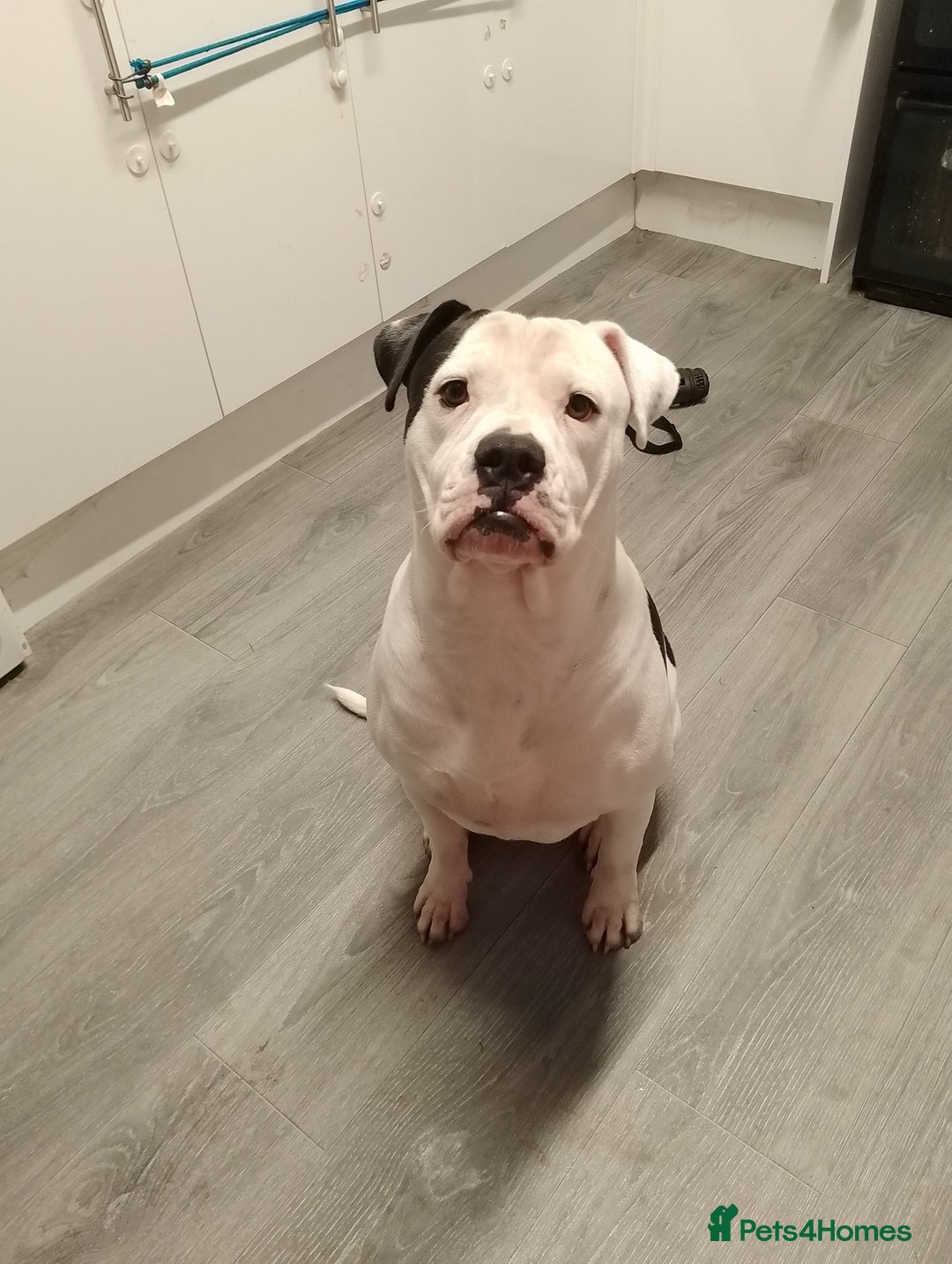 Alapaha Blue Blood Bulldog dogs for stud: Bitch looking for stud - Advert 13