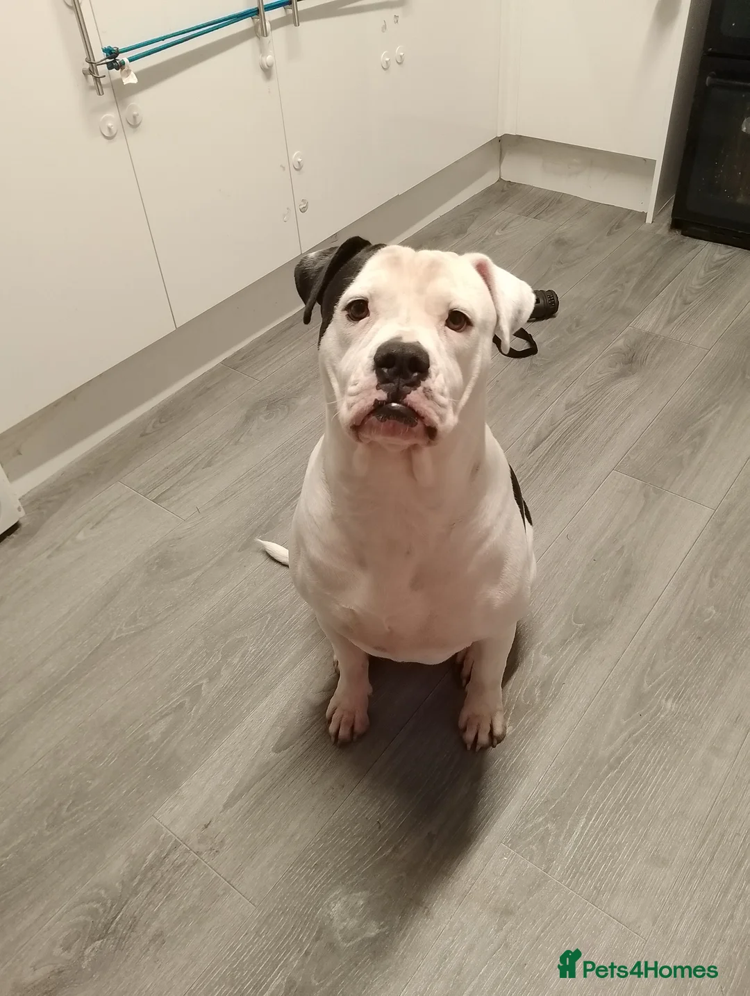 Alapaha Blue Blood Bulldog dogs for stud: Bitch looking for stud - Advert 13