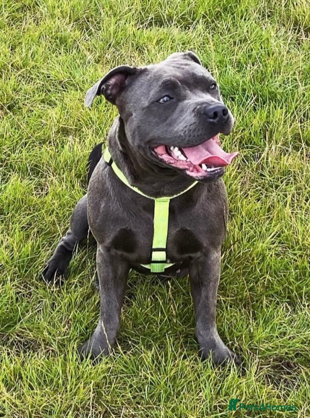 Staffordshire Bull Terrier dogs for sale: KC Registered Mr T & Luminastaffs Puppies - Image 21