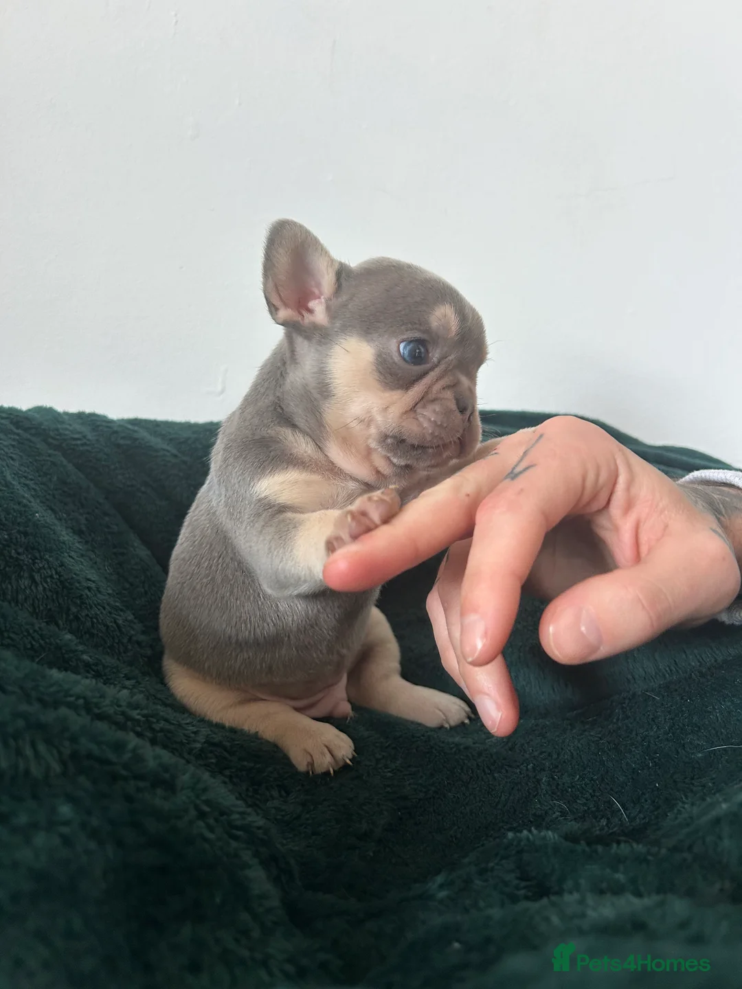 French Bulldog dogs for sale: KC REGISTERED FRENCH BULLDOG PUPPIES – BOYS 🐾 - Advert 4