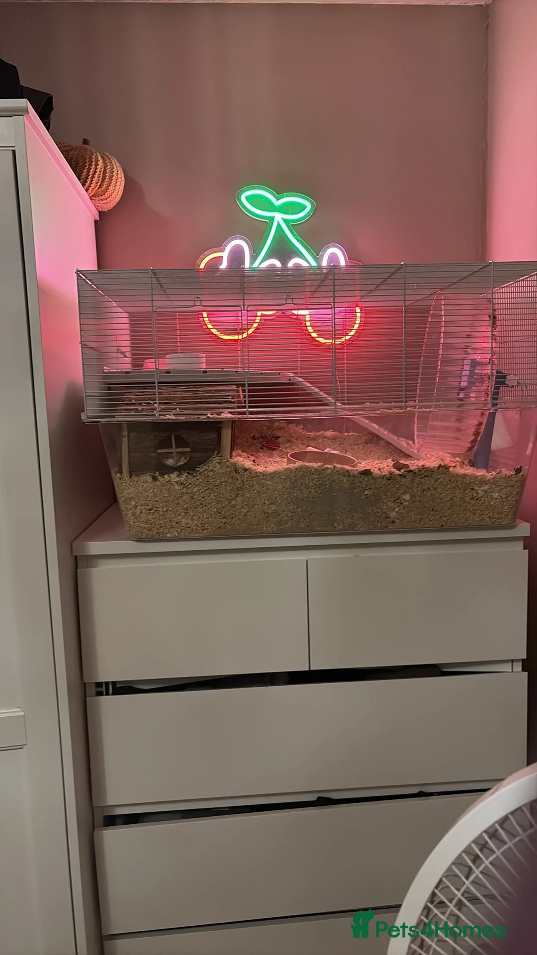 Hamster rodents for sale: Male hamster  - Advert 2