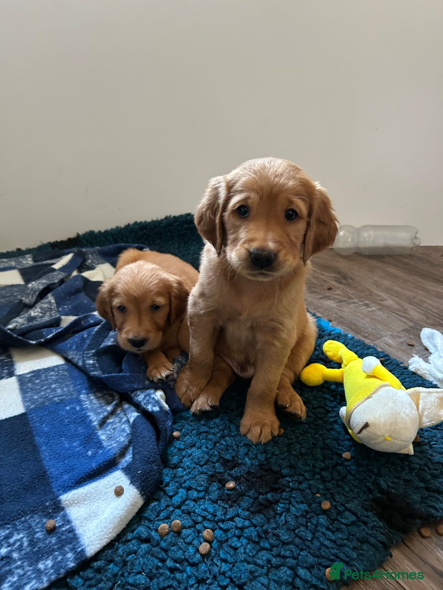Golden Retriever dogs Beautiful litter of dark red golden retriever pups - Advert 1