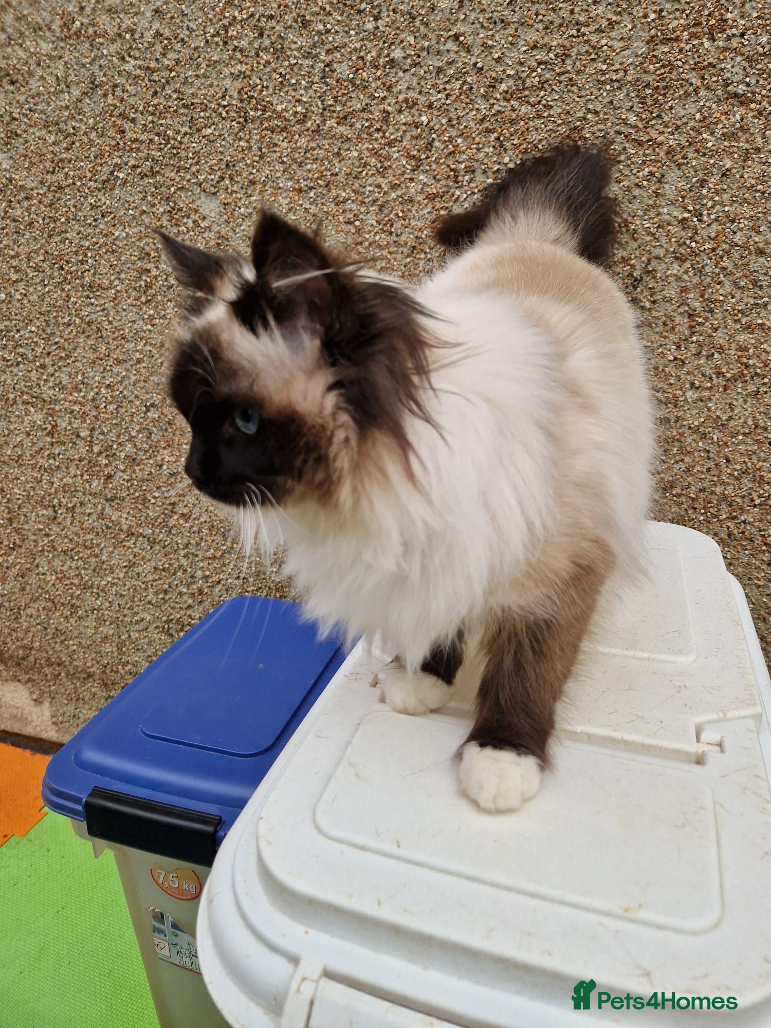 Ragdoll cats GCCF Registered Ragdoll - Advert 1