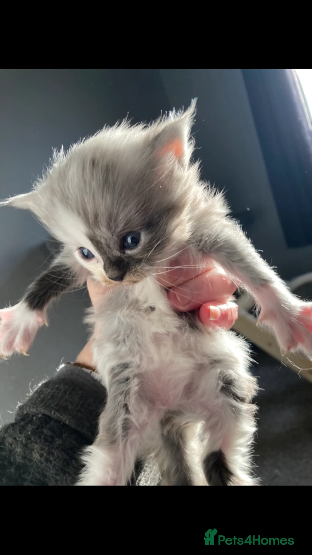 Maine Coon cats for sale: Maine Coon kittens - Advert 9