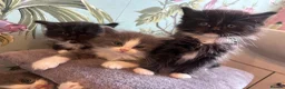 Ragdoll cats for sale: Ragdollxbsh kittens  - Advert 14