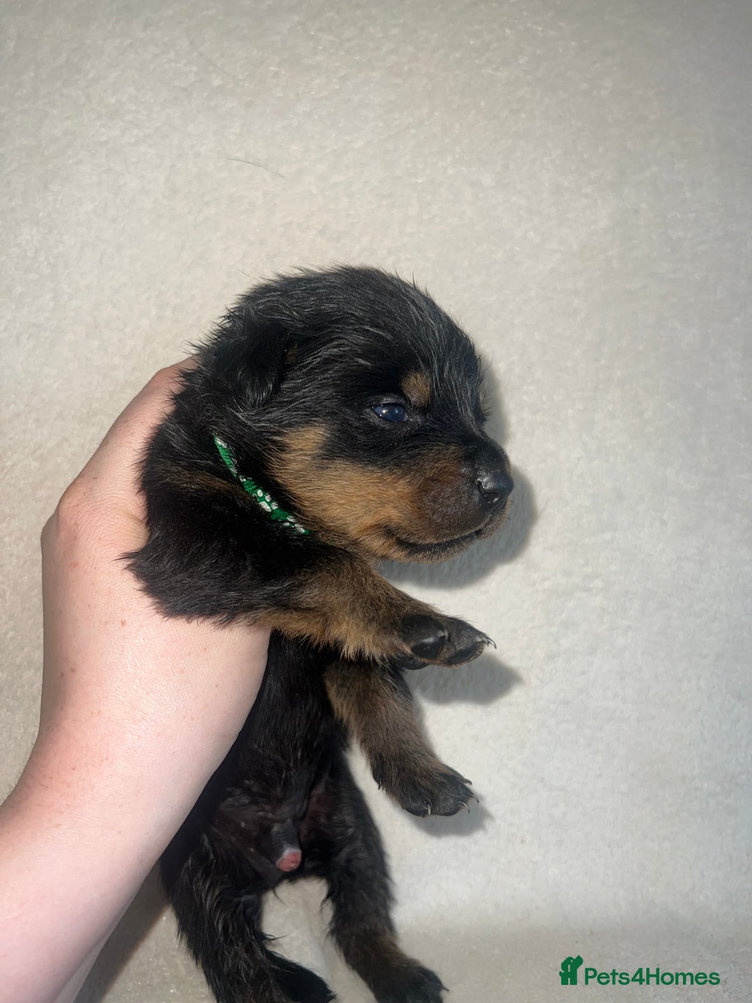 Rottweiler dogs for sale: Stunning Rottweiler puppies  - Image 16