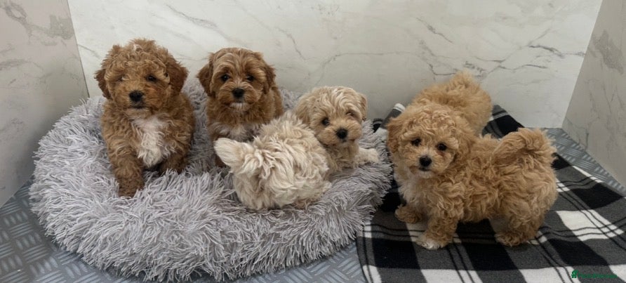 Maltipoo dogs Maltipoo Puppies  - Advert 6