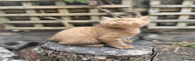 Boy with pink collar