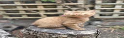 British Shorthair cats for sale: 5 Adorable Brown British Shorthair Kittens - Advert 10