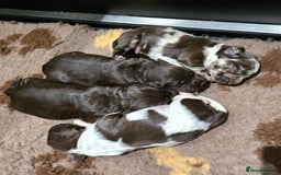 Cocker Spaniel dogs for sale: Cocker Spaniel puppies - Advert 12