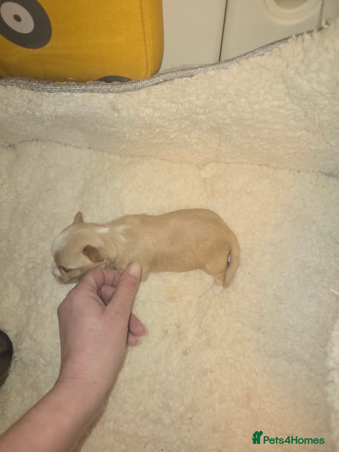 Yorkshire Terrier dogs for sale: wonderful puppies yorkshire terrier - Advert 15