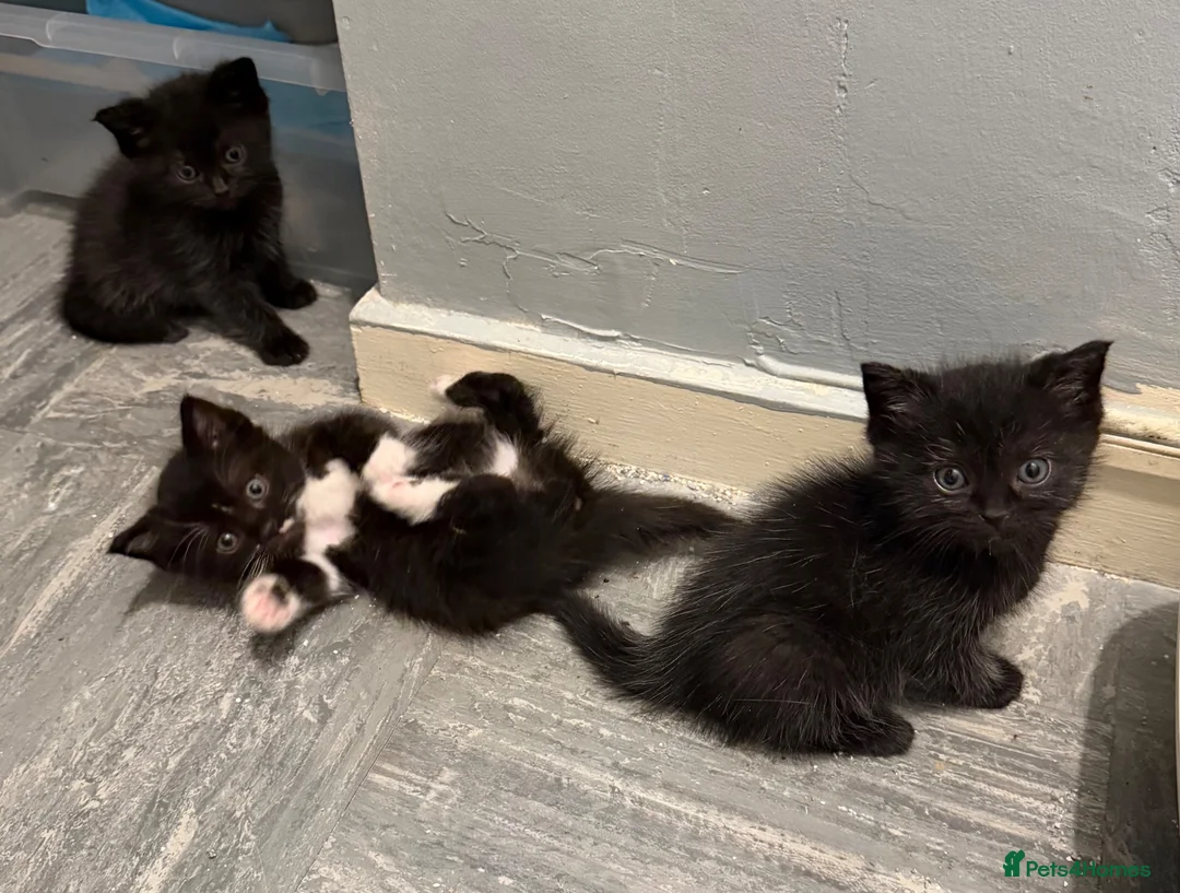 Mixed Breed cats for sale: ✨Ragdoll x British Shorthair Kittens✨  - Advert 16