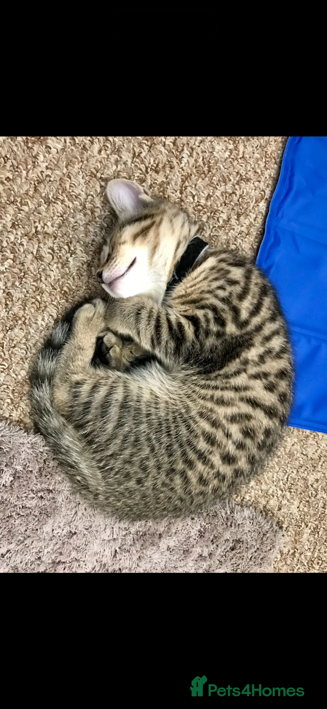 Mixed Breed cats for sale: Pumpkin & Yoshi  - Advert 4