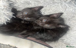 Mixed Breed cats for sale: 2 black girls 9 weeks old - Image 1