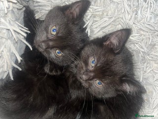 Mixed Breed cats - Advert 6