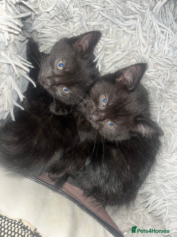 Mixed Breed cats - Advert 2