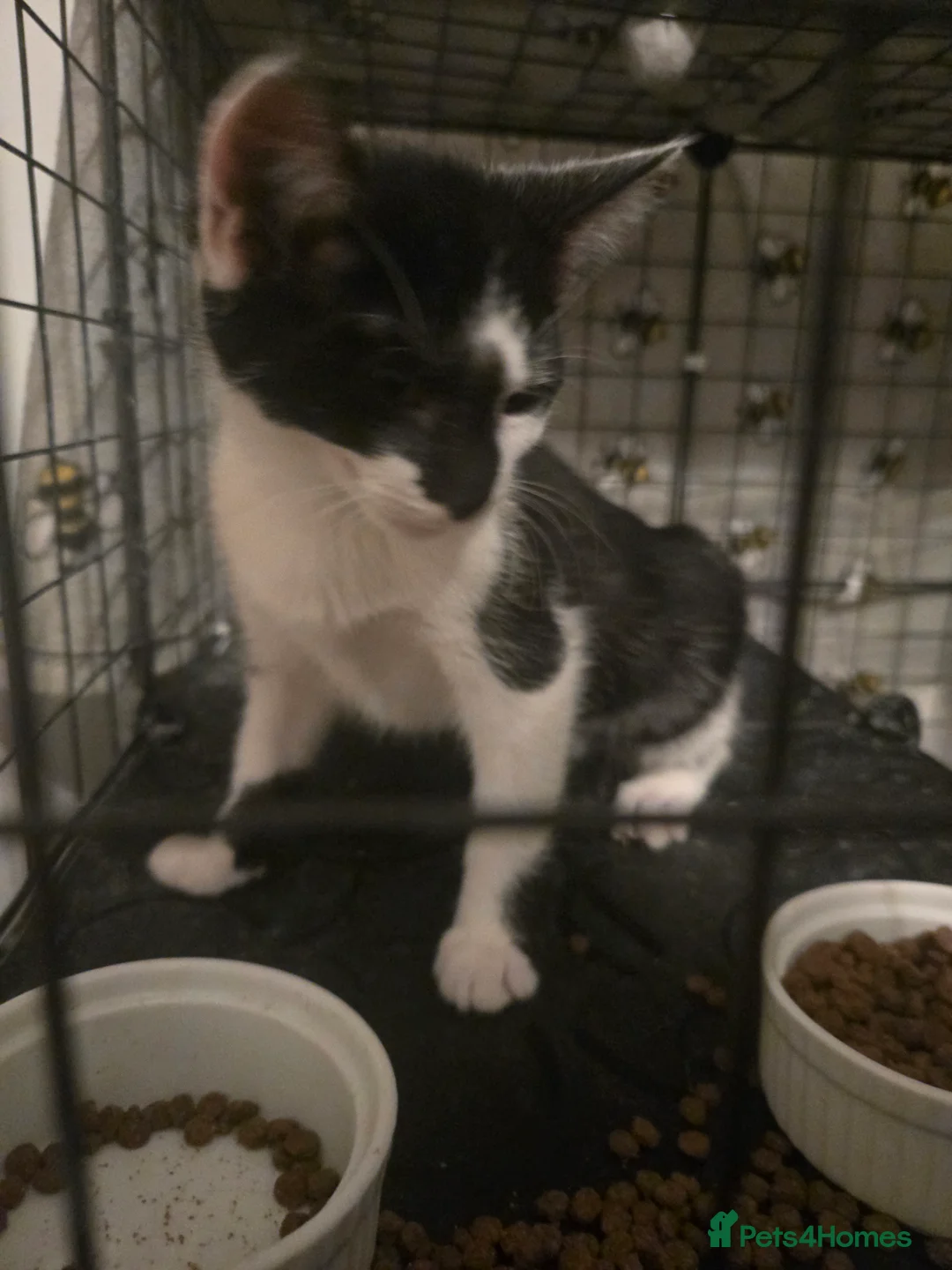 Domestic Shorthair cats for sale: Stunning Black & White kitten - Advert 3