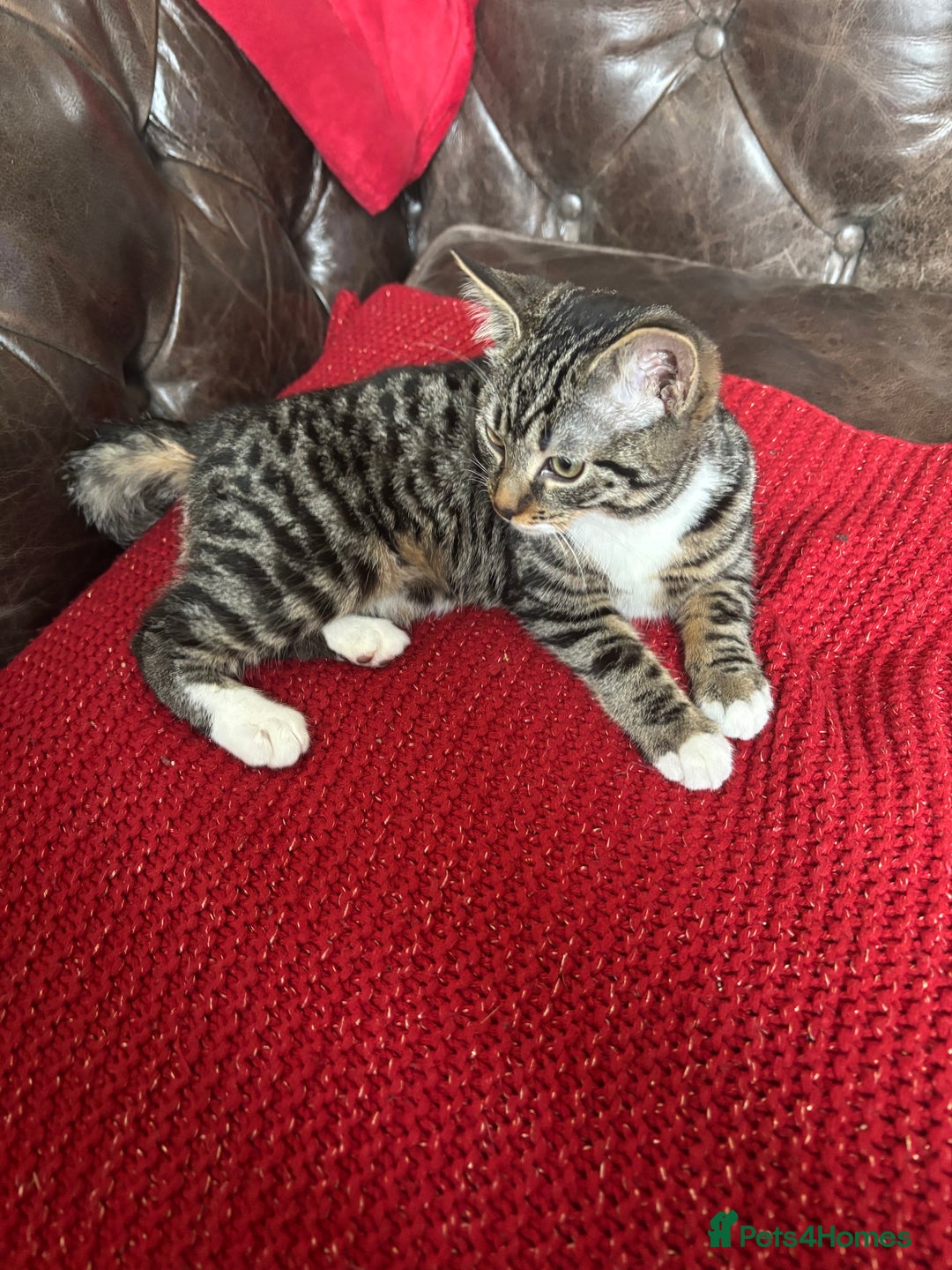 Mixed Breed cats for sale: Grey & White Tabby  - Advert 1