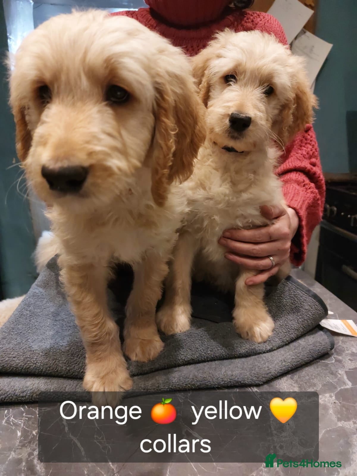 Goldendoodle dogs 2beautiful FULLY HEALTH TESTED F1 Goldendoodle pup - Advert 9
