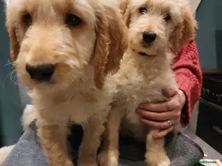 Goldendoodle dogs 2beautiful FULLY HEALTH TESTED F1 Goldendoodle pup - Advert 9