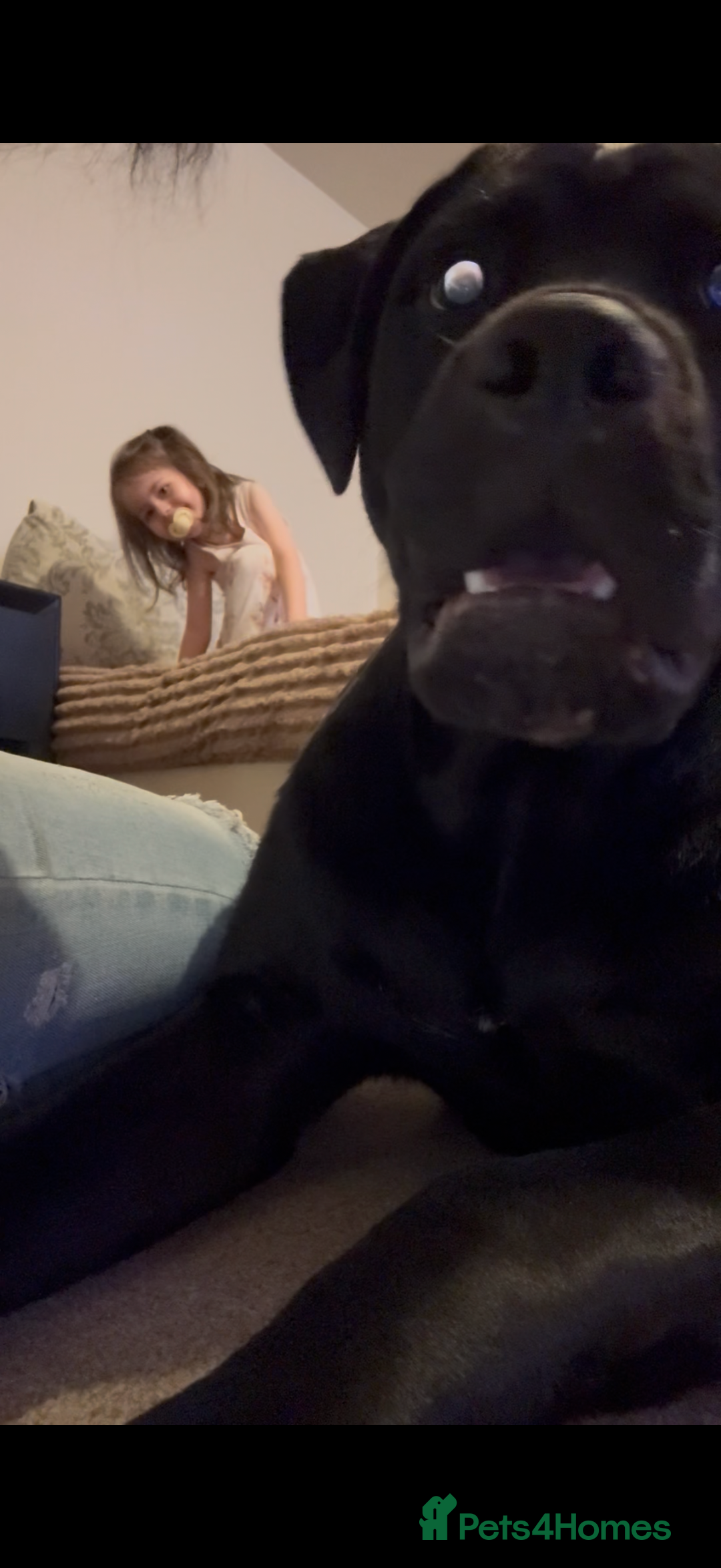 Mixed Breed dogs for sale: 8 month old male cane corso for new loving home - Advert 24